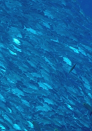 Sipadan_2015_Carangues Voraces_Caranx sexfasciatus_IMG_3269_rc